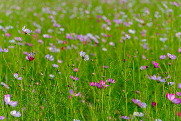 初秋に咲くコスモスの花畑
