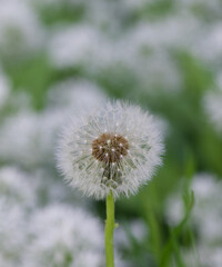 Beautiful close-up of taraxacum officinale