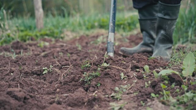 Farmer digging soil with shovel. Preparing soil for organic vegetable cultivation.