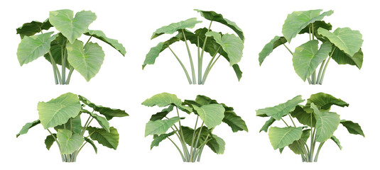 Colocasia gigantea plant on transparent background, 3d render illustration
