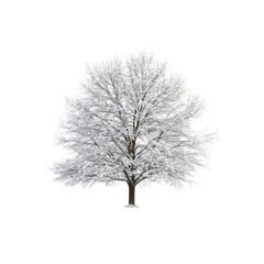 Obraz premium Snow-Covered Deciduous Tree Isolated On Transparent Background