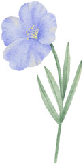 Watercolor blue flower botanical natural element hand-drawn