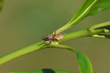 Sac spider Clubiona, family sac spiders (Clubionidae) on a Japanese spindle (Euonymus japonicus) in a Dutch garden. April, Netherlands	