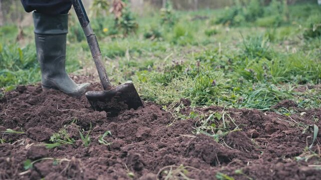 Farmer digging soil with shovel. Preparing soil for organic vegetable cultivation.
