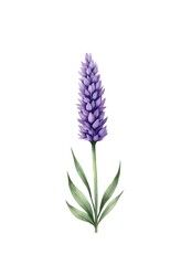 Fototapeta premium Watercolor Illustration of Lavender Flower