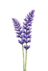 Naklejka premium Watercolor Illustration of Lavender Flower