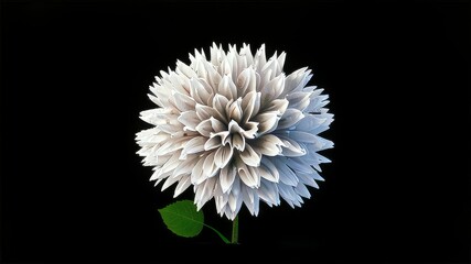 white daisies on black background