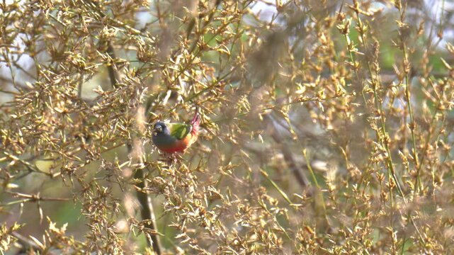 Pin-tailed Parrotfinch (Erythrura prasina) birdwatching in the forest.	