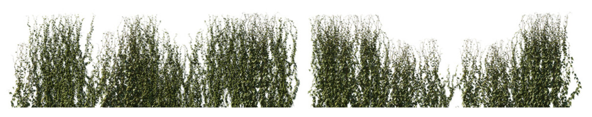 Climbing creeper ivy plant isolated png on a transparent background premium cutout. Creepers...