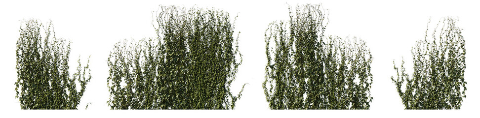 Climbing creeper ivy plant isolated png on a transparent background premium cutout. Creepers...