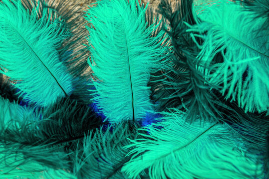 Decorative bird feathers in the new Olo color. Rich blue-green color of fluffy carnival feathers