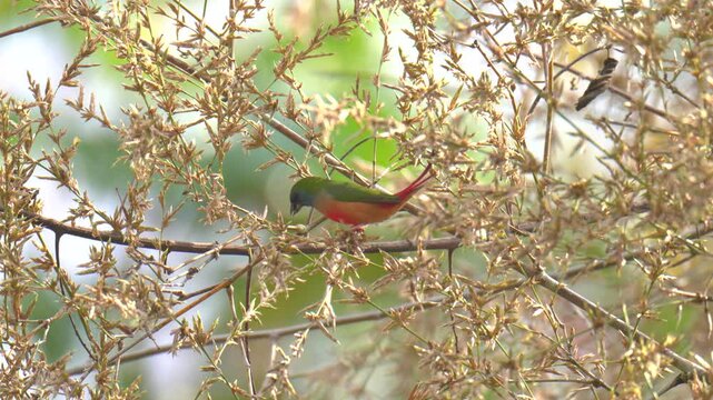 Pin-tailed Parrotfinch (Erythrura prasina) birdwatching in the forest.	
