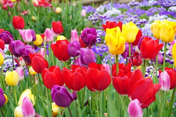 レオマワールド　色とりどりのチューリップ