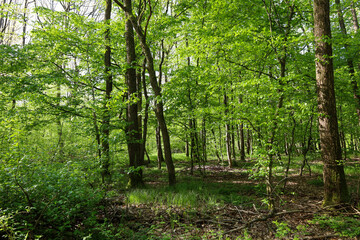 The landscape depicts a dense deciduous forest in springtime in Ukraine. Tall, slender trees with...