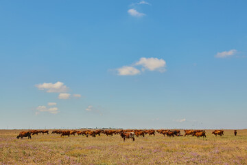 Red Angus Cattle Herd in Pasture © Ryzhkov Oleksandr