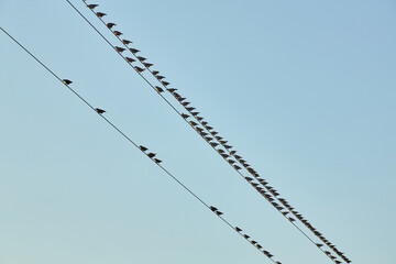 Birds on Utility Wires