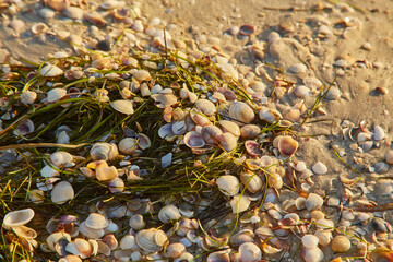 Seashells and Seaweed on Sandy Beach