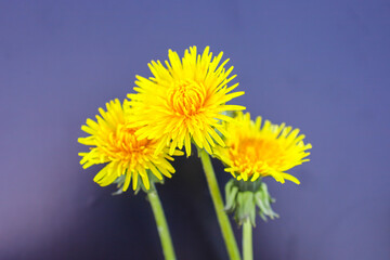 A close-up shot features three bright yellow dandelion flowers against a solid dark purple background. The flowers are positioned in the center of the composition, their numerous narrow petals forming