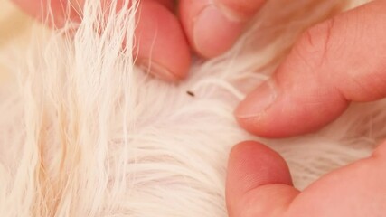 Protect pets from pests and diseases through proper care and monitoring techniques for a healthier environment