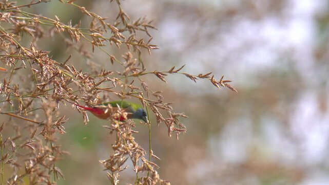 Pin-tailed Parrotfinch (Erythrura prasina) birdwatching in the forest.	