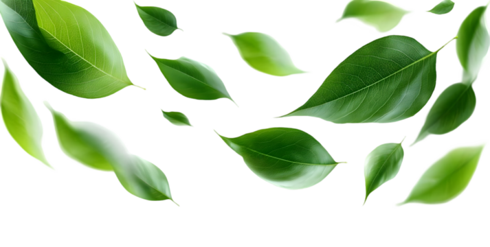 A collection of fresh green leaves floating gracefully. Each leaf showcases its unique shapes and vibrant colors, creating a lively natural ambiance.
