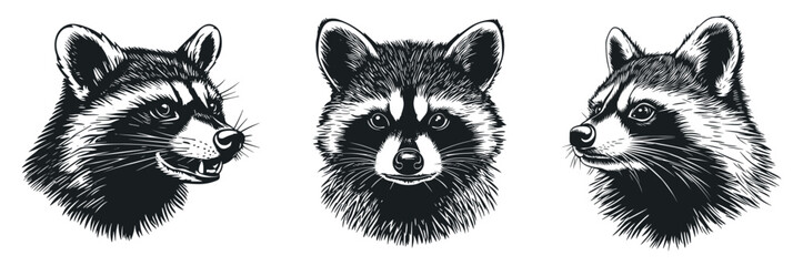 Obraz premium Racoon portrait set. Angle side and front view. Head only with a grinning maw. Wild forest animal mammal. Furry striped thief. Simple silhouette linocut black and white style. Isolated vector on white
