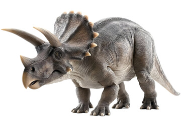 Fototapeta premium A lifelike representation of a Triceratops, showcasing its distinctive three-horned face and armored body, capturing the essence of the prehistoric era.