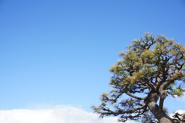 Obraz premium 松と青空