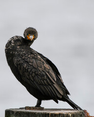 What are you looking at! A double crested cormorant look inquisitive towards the camera. 