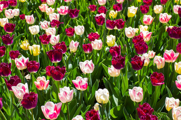 tulips flowers - spring flowers - closeu up
