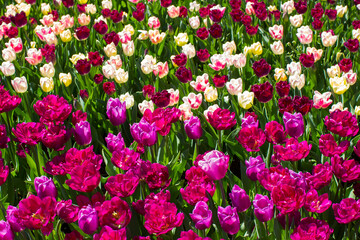 tulips flowers - spring flowers - closeu up