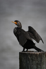 A double crested cormorant with wings spread near St. Simons Pier, Brunswick Georgia.