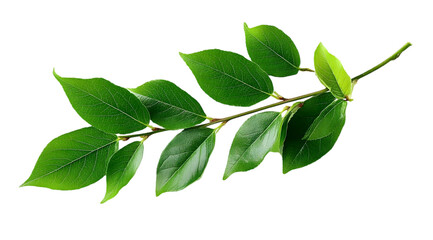 Fototapeta premium A vibrant green leaf branch showcasing fresh foliage, symbolizing growth and vitality. Perfect for nature-themed designs and environmental projects.