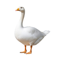 Elegant Portrait of a White Goose with a Striking transparent background