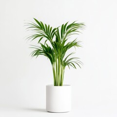 Palm in modern pot