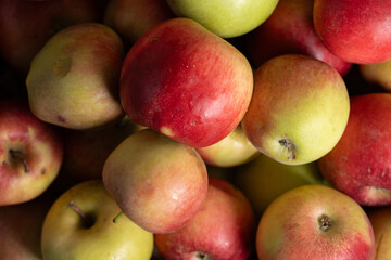 Freshly harvested apples in various colors and varieties arranged together in an abundance
