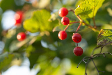 Obraz premium Vibrant red berries hanging on a green shrub in sunlight during the afternoon