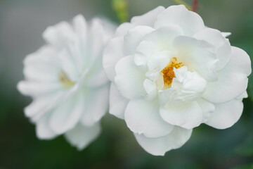 Obraz premium Blooming white roses in a serene garden setting during the spring season