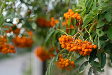 Bright orange berries grow abundantly on leafy branches near a serene pathway in the late afternoon sunlight