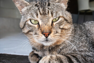 Cat relaxing indoors with focused expression