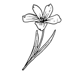 Forest flower with leaves, sketch in black and white ink. Vector botanical illustration. A pattern of wildflowers and buds, isolated on white background. Floral design for banners, packaging, printing