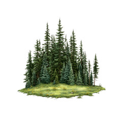 Fototapeta premium Evergreen Forest Island Illustration - Lush Coniferous Trees on a Grassy Clearing