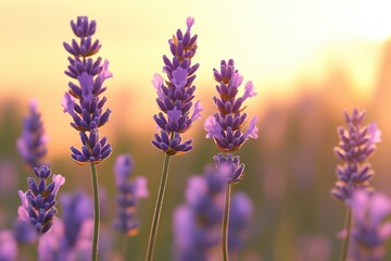 Fototapeta premium Lavender blossoms at golden hour in a field.