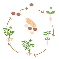 An educational diagram illustrating the life cycle of a peanut plant, from seed germination to harvesting. This flat-style visual is ideal for teaching biology or science to kids 