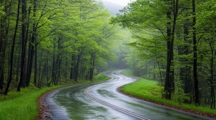 Fototapeta premium Winding road through lush green forest after rain