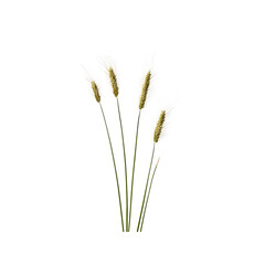 Fototapeta premium Elegant Pampas Grass Bouquet On Transparent Background