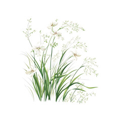 Obraz premium Elegant White Flowers and Green Grasses Botanical Illustration