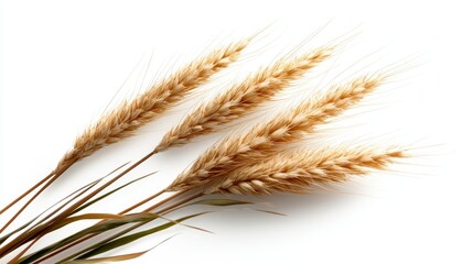 A stylish bunch of golden wheat ears arranged thoughtfully, perfect for natural decor, echoing themes of harvest, bounty, and the beauty of rural life.