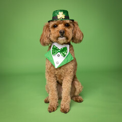Cute Dog in St. Patrick’s Day Costume on Green Background