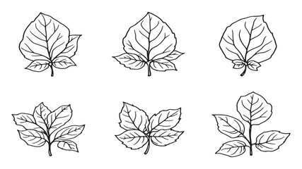Basil leaf line art illustration simple elegant botanical design details